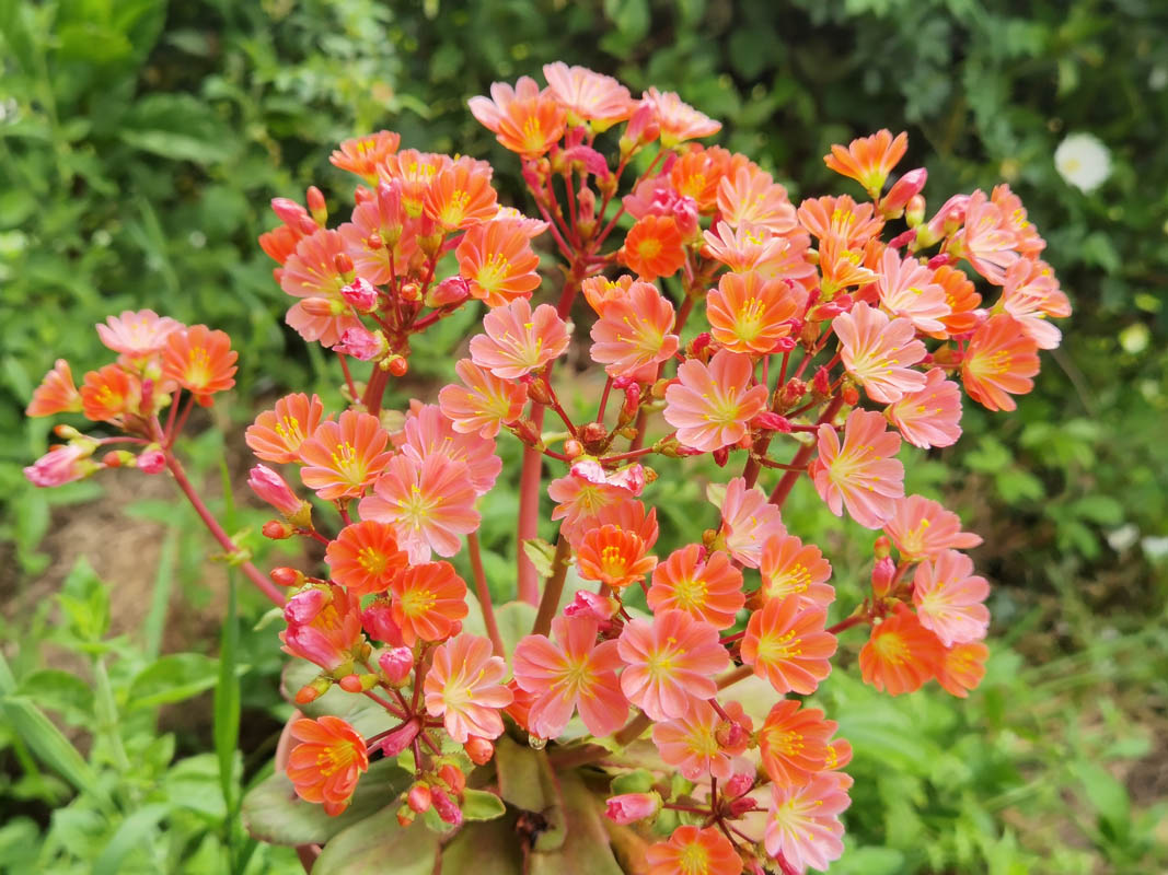 Lewisia cotyledon — formes orangées photo